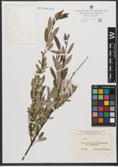 Foto von Salix L.